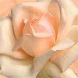 LONG ISLAND REIKI CLASSES NEW YORK 